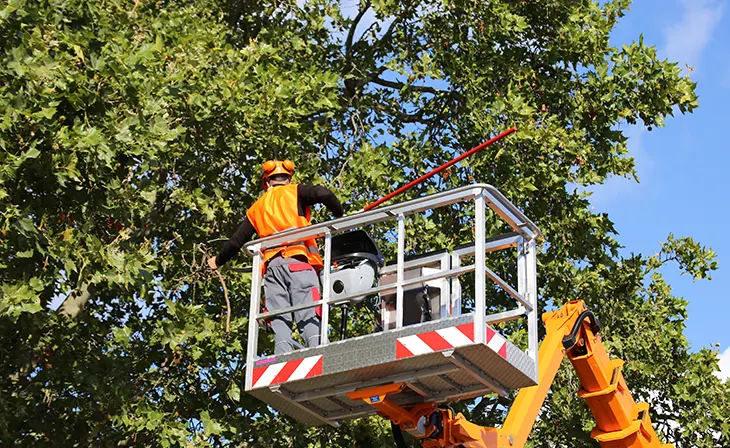 tree-services